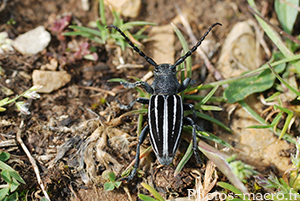 Dorcadion fuliginator